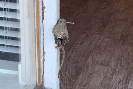 A dead rat nailed to the door frame of VRR